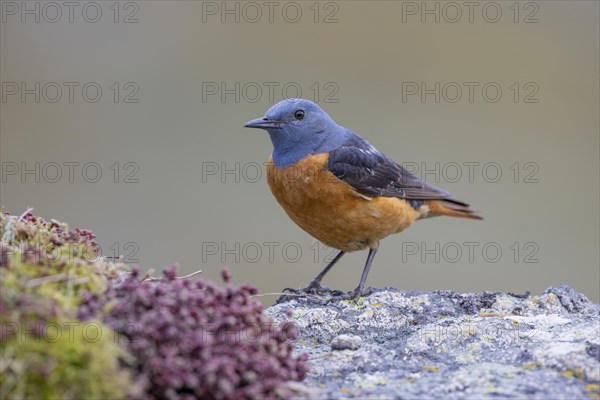 Common rock thrush (Monticola saxatilis), male, Castile-Leon province, Picos de Europa, Spain,