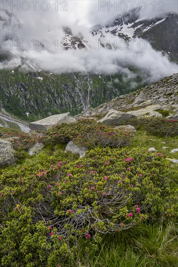 Cloudy mountain landscape with blooming alpine roses, view of rocky and glaciated mountains,