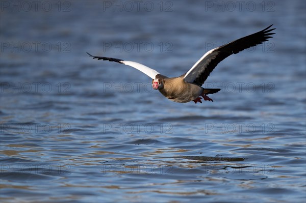 A Egyptian goose flying over a lake, Lake Kemnader, Ruhr area, North Rhine-Westphalia, Germany,