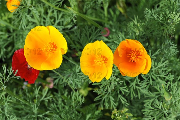 Mallows (Malva), yellow marguerites (Leucanthemum), poppy flowers (Papaver rhoeas),