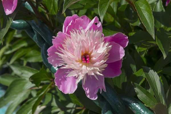 Close-up of a blooming pink peony with green leaves in the sunlight, Bowl of Beauty with double