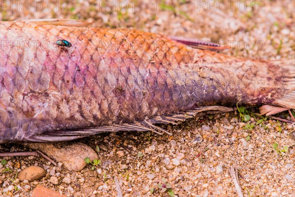 Closeup of fly feasting on the carcass of dead fish laying on the ground next to a black fishing
