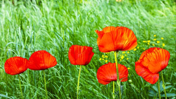 Red flowers of the Turkish poppy (Palaver orientale), Botanical Garden, Munich, Upper Bavaria,