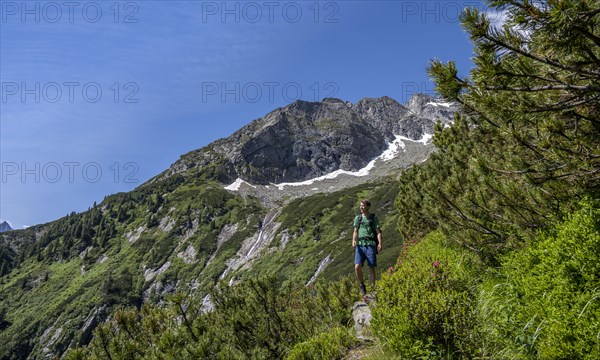 Mountaineer on a hiking trail through mountain pines, Berliner Hoehenweg, behind Schoenlahnerkopf