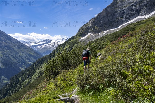 Mountaineer on hiking trail with alpine roses, Berliner Hoehenweg, mountain panorama with summit