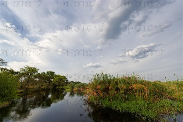 River cruise in the Okavango Delta, reeds, clouds, nature, natural landscape, landscape, nobody,
