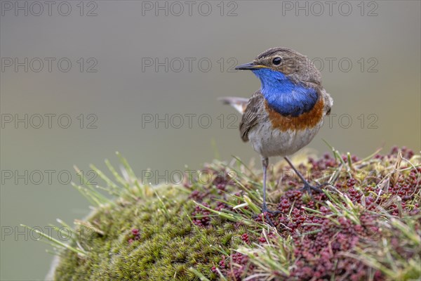 Bluethroat (Luscinia svecica), male, on shrub, Castilla y Leon province, Picos de Europa, Spain,