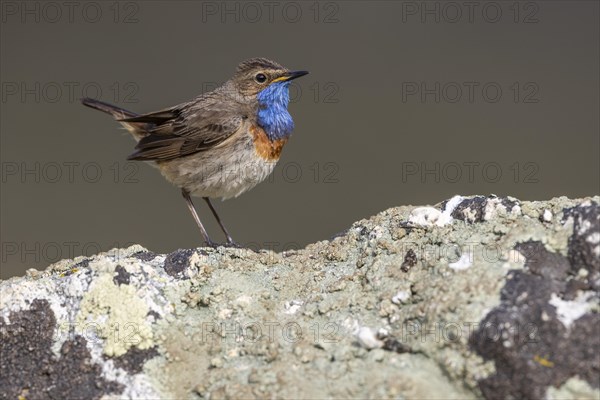 Bluethroat (Luscinia svecica), male, on stone, Castilla y Leon province, Picos de Europa, Spain,