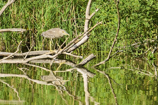 Black-crowned night-heron (Nycticorax nycticorax) hunting on an old tree trunk at the edge of the