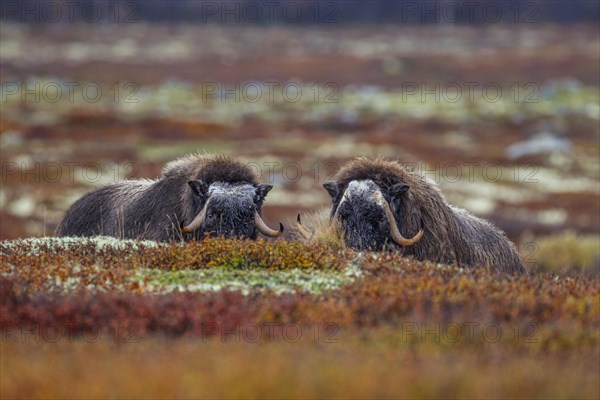 Two musk oxen (Ovibos moschatus), young animals, head-on, autumn, Dovrefjell National Park, Norway,