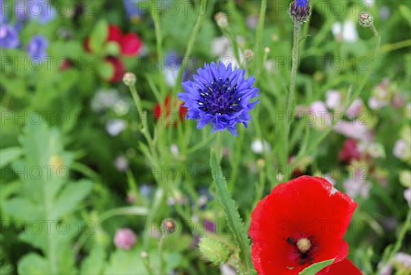 Cornflowers (Centaurea cyanus), yarrow (Achillea), mallow (Malva), yellow daisies (Leucanthemum),