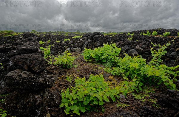 Young green vine growing in a field of black lava rocks under an overcast sky, North Coast, Santa