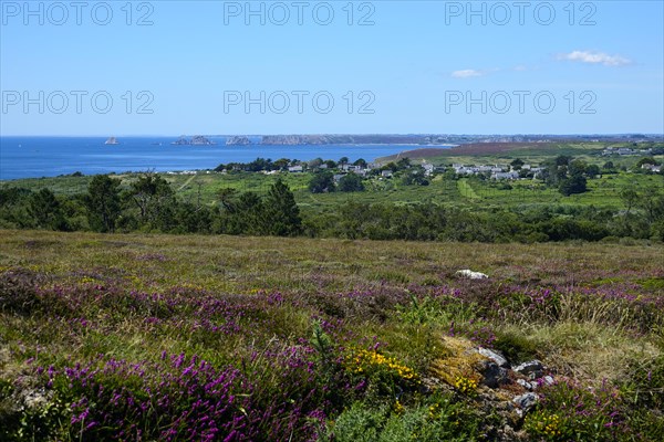 Heath landscape between Cap de la Chevre and Morgat, behind Pointe de Pen Hir with the rocks Les