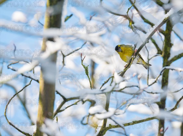 Eurasian siskin (Carduelis spinus) male, yellow plumage, sitting on a branch and looking at the