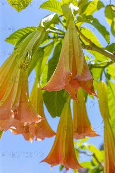 Orange-flowered angel trumpets (Brugmansia) against a blue sky in Sant'ilario, Elba, Tuscan