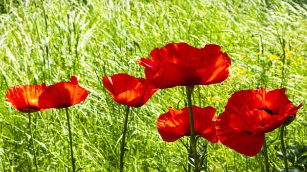 Red flowers of the Turkish poppy (Palaver orientale), Botanical Garden, Munich, Upper Bavaria,
