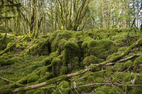 Hiking trail through forest with moss, valley of the Loue, Lizine, near Besancon, Departement