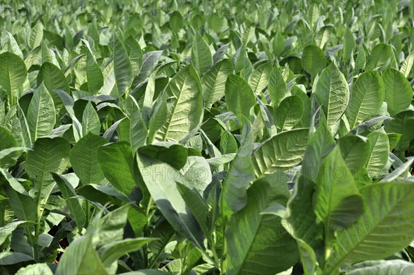Tobacco plantation, tobacco leaves, tobacco plant (Nicotiana), tobacco cultivation in Valle de
