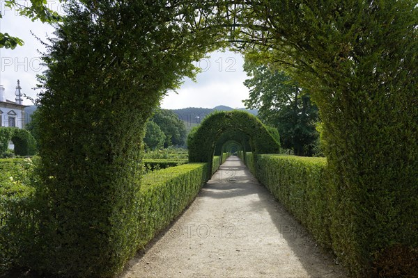 Tunel de Cedros, Mateus Palace (Fundacao da Casa de Mateus), Mateus, Vila Real, Portugal, Europe