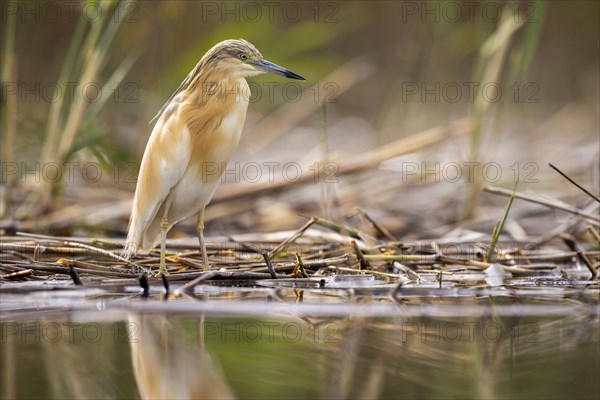 Squacco heron (Ardeola ralloides), at the edge of a reed bed, El Taray wetland, Castilla-La Mancha,