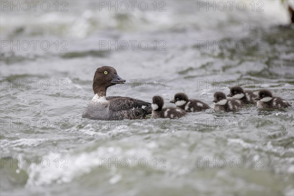 Barrow's goldeneye (Bucephala islandica), female with chicks, young birds, Laxa River, Lake Myvatn,