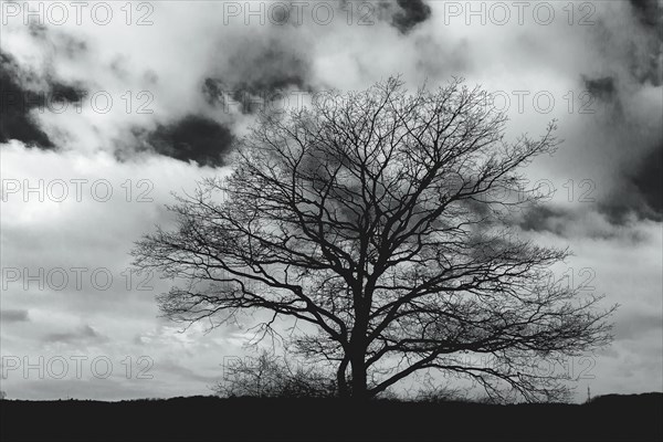 The silhouette of a treeless tree stands in high contrast against a dramatic cloudy sky, Hambach