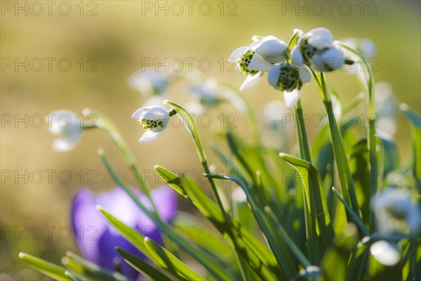 Double snowdrop 'Flore Pleno' (Galanthus nivalis) with lush green leaves against the light, sunny