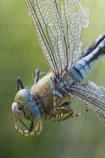 Wasp spider (Argiope bruennichi) with king dragonfly (Anax imperator), Emsland, Lower Saxony,