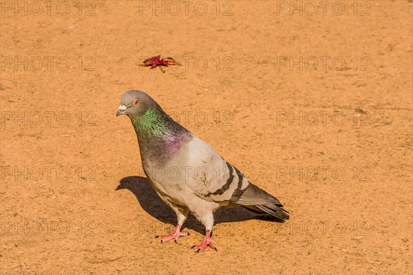 Single grey rock pigeon with rings of green and maroon on it neck standing on paved walkway on