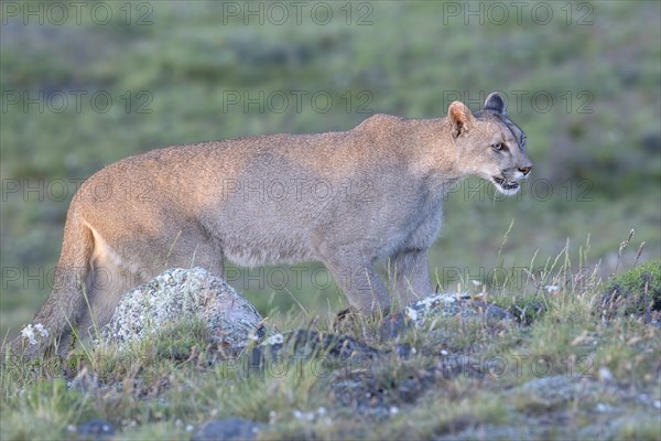 Cougar (Cougar concolor), silver lion, mountain lion, cougar, panther, small cat, Torres del Paine