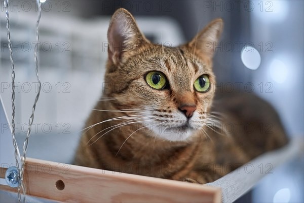 Image of a purebred Bengal cat lying on a hammock attached to a heater. Pet care concept. Mixed