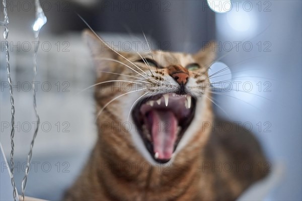Image of a purebred Bengal cat lying on a hammock attached to a heater. Pet care concept. Mixed