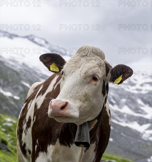 Brewing white spotted cow on alpine meadow, animal portrait, valley of Schlegeisgrund, glaciated