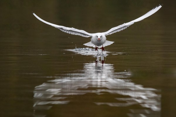 A Black-headed Black-headed Gull at take-off, Lake Kemnader, Ruhr area, North Rhine-Westphalia,