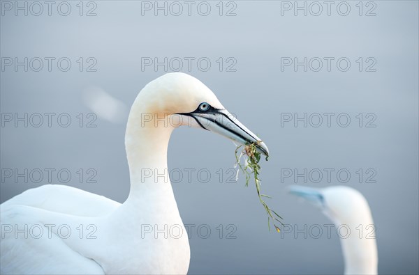Northern gannet (Morus bassanus) with algae as nesting material in its beak, close-up, second