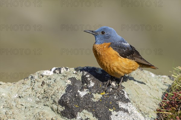 Common rock thrush (Monticola saxatilis), male, Castile-Leon province, Picos de Europa, Spain,