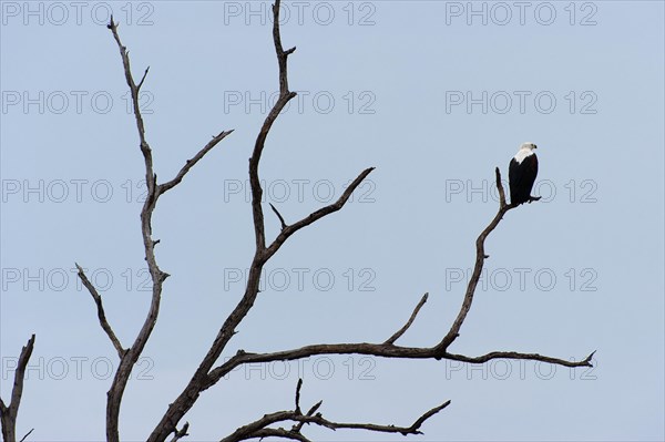 African Fish Eagle (Haliaeetus vocifer), White-tailed Eagle, African Fish Eagle on a tree, branch,