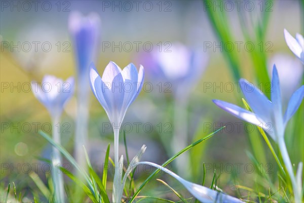 Light violet, lilac, purple crocuses (Crocus sp.) blooming in a meadow, signalling the beginning of