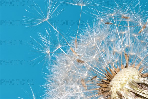 Common dandelion (Taraxacum ruderalia), seed head with seeds on flying umbrella (pappus) in front