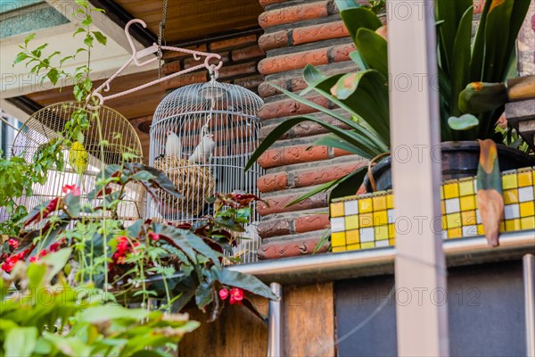 Two beautiful white finches in white birdcage next to yellow parakeet also in cage hanging from