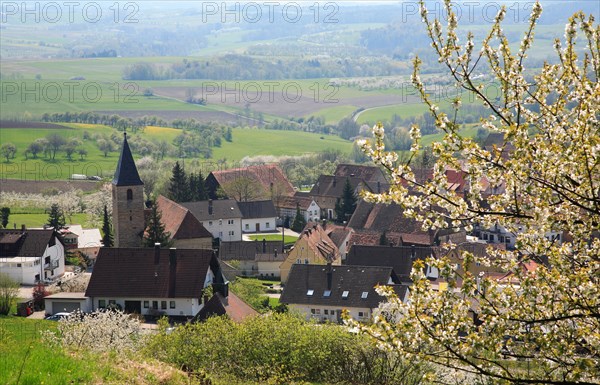 Cherry blossom near Schlaifhausen in Franconian Switzerland, district of Forchheim, Upper