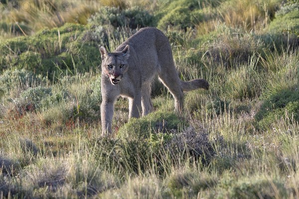 Cougar (Cougar concolor), silver lion, mountain lion, cougar, panther, small cat, Torres del Paine