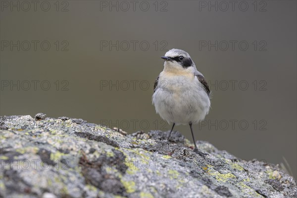Northern wheatear (Oenanthe oenanthe), on stone, Castile-Leon province, Picos de Europa, Spain,