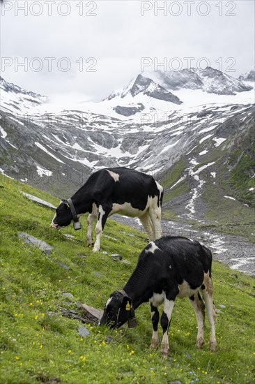 Cows grazing on the alpine meadow, Schlegeisgrund valley, glaciated mountain peaks Hoher Weiszint