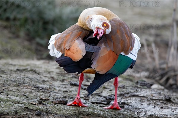 A Egyptian goose during intensive plumage care, Lake Kemnader, Ruhr area, North Rhine-Westphalia,