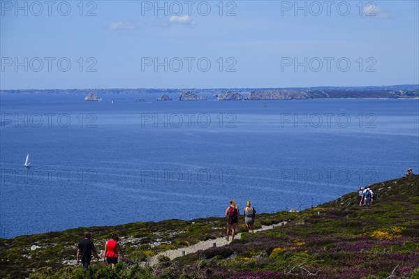 Heath landscape on the Cap de la Chevre, behind Pointe de Pen Hir with the rocks Les Tas de Pois,