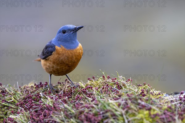 Common rock thrush (Monticola saxatilis), male, Castile-Leon province, Picos de Europa, Spain,