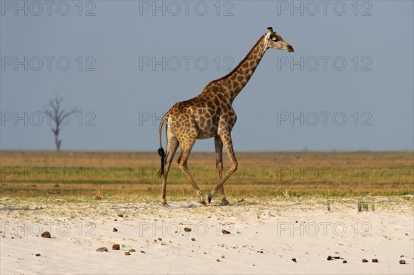 Angolan giraffe (Giraffa angolensis), animal, ungulate, travel, destination, safari, steppe,