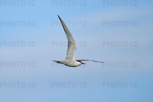 Elegant tern (Thalasseus elegans) flying in the sky, Parc Naturel Regional de Camargue, France,