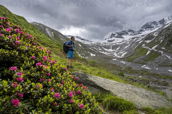 Mountaineers on a hiking trail between blooming alpine roses, view of the Schlegeisgrund valley,